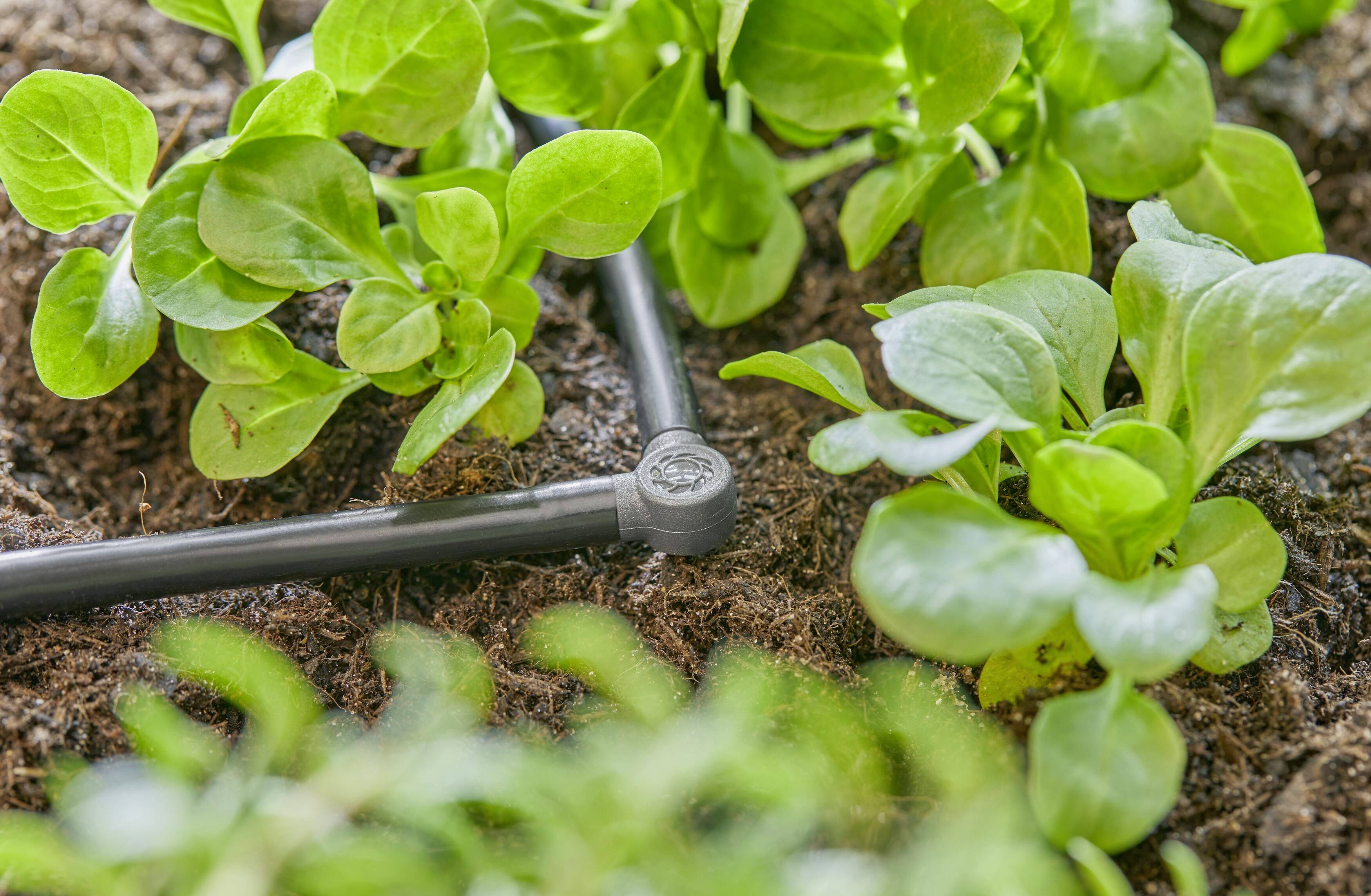 Green salad plants grow in soil with an irrigation system that distributes water through small pipes between the plants.