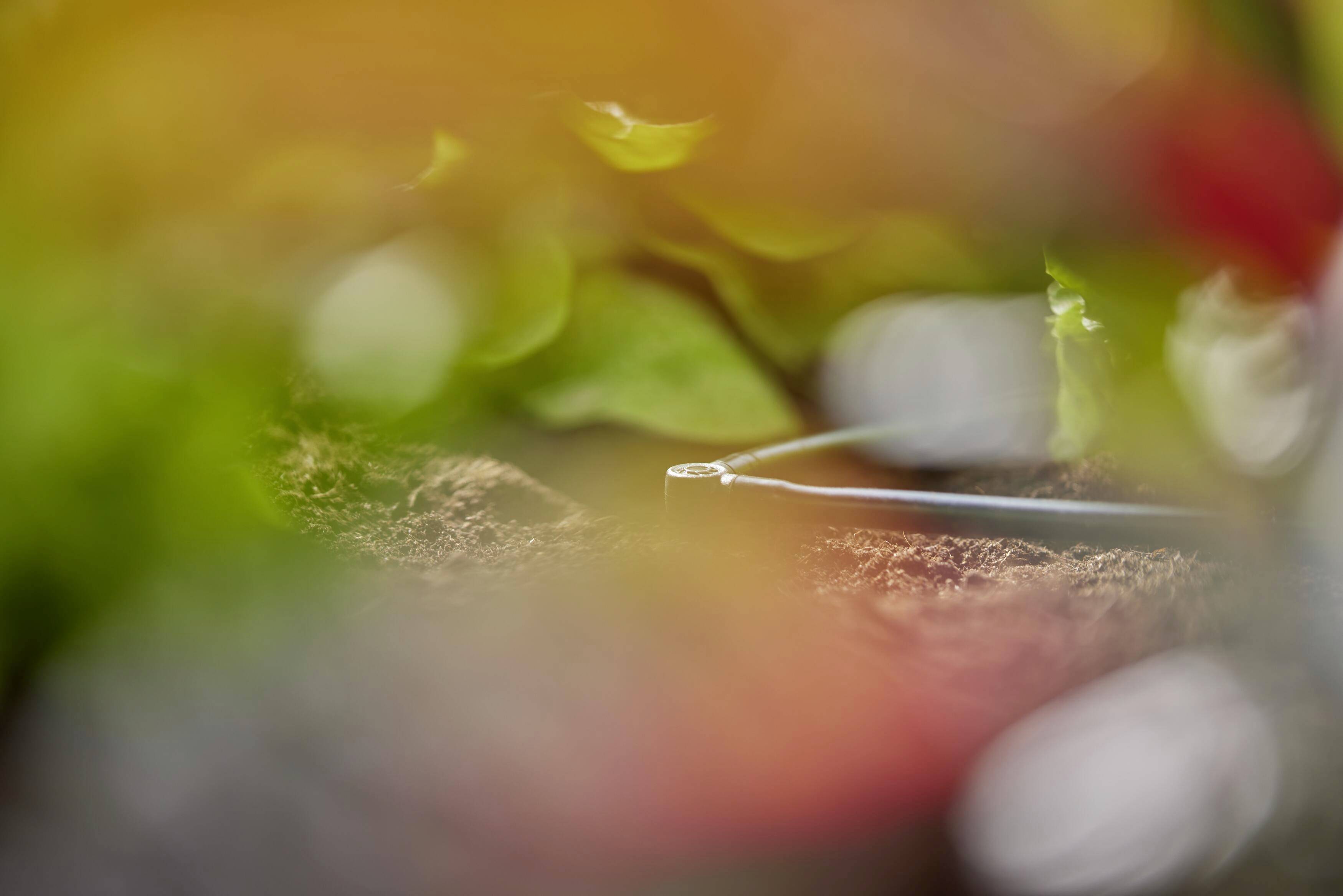 A droplet of water hangs from a plant root, surrounded by blurred foliage.