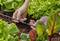 Hands are installing a drip irrigation system in a vegetable bed with lettuce plants to optimise watering.