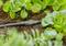 A hosepipe runs through soil between green plants, illustrating the drip irrigation system.