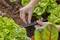 Hands adjust a watering hose in the garden, surrounded by lettuce plants.