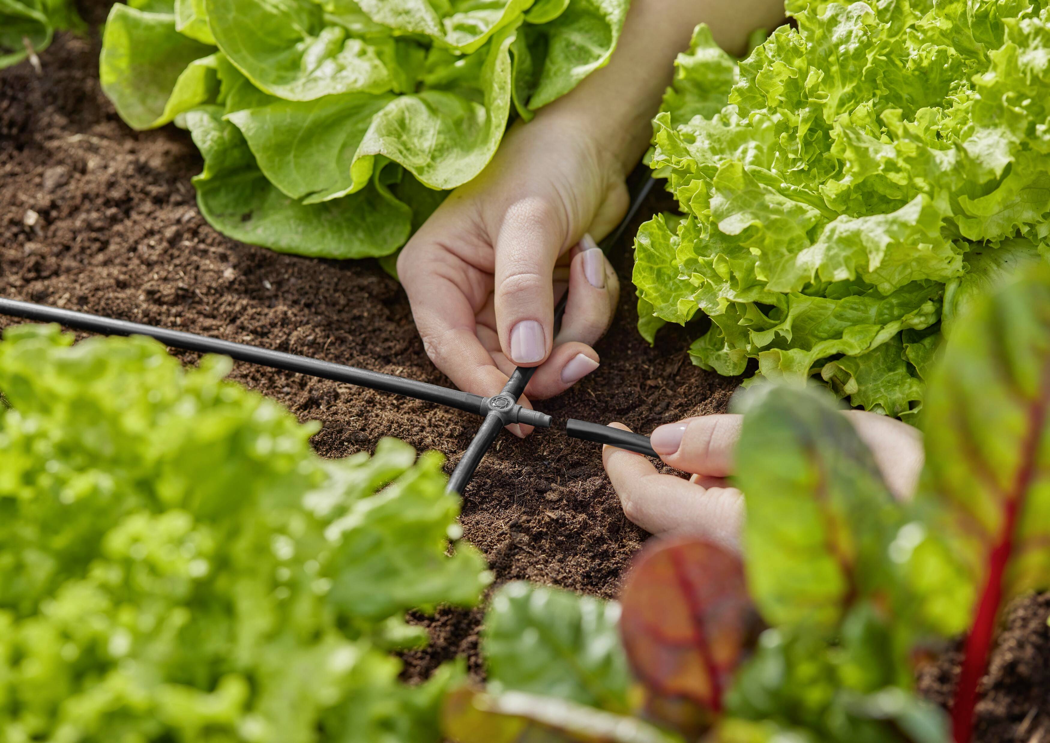 Hands are adjusting an irrigation system in a vegetable garden with green lettuce.
