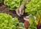 Hands are adjusting an irrigation system in a vegetable garden with green lettuce.