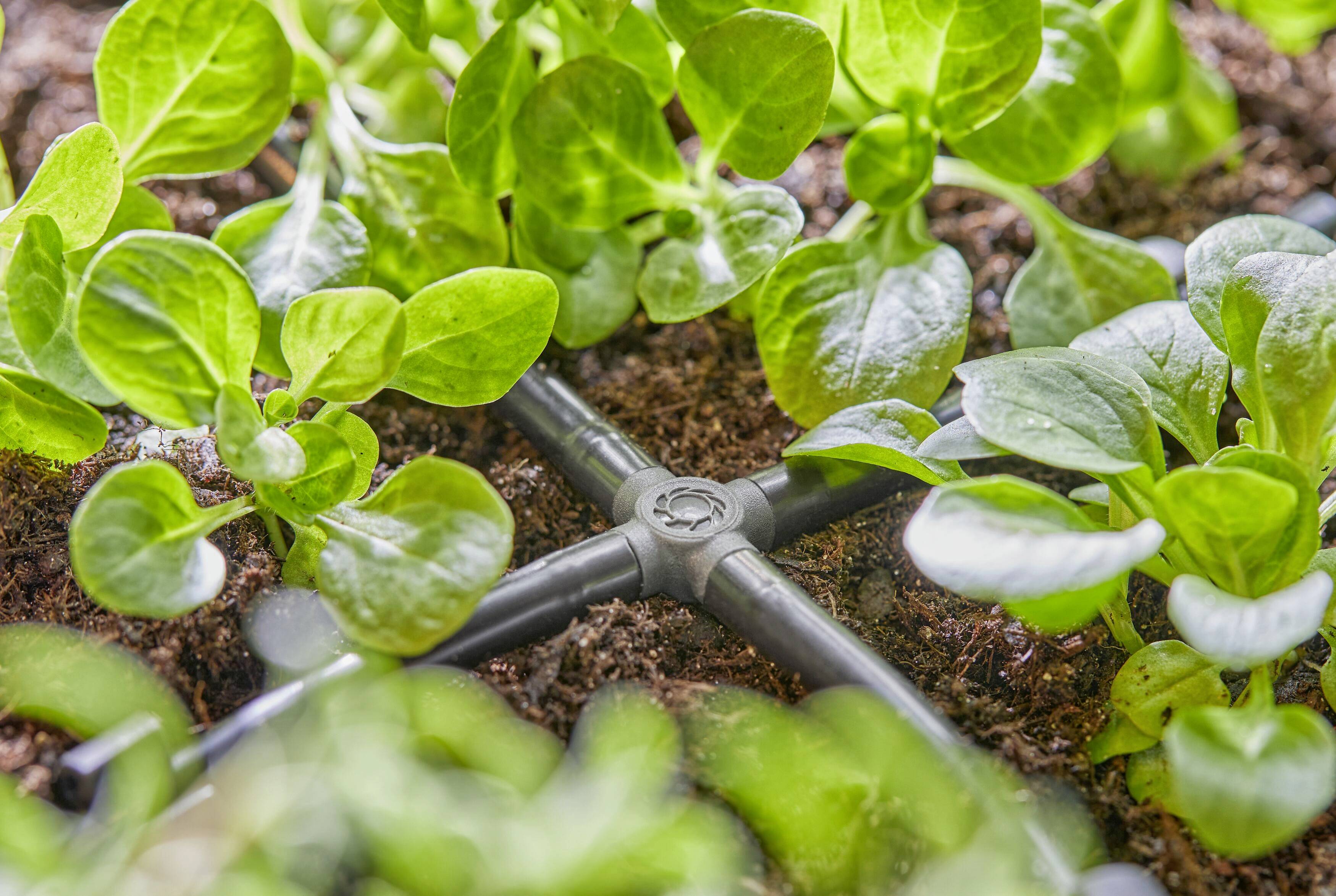 Young plant seedlings in soil with a drip irrigation system. Fresh green leaves and soil are moist from the water system.