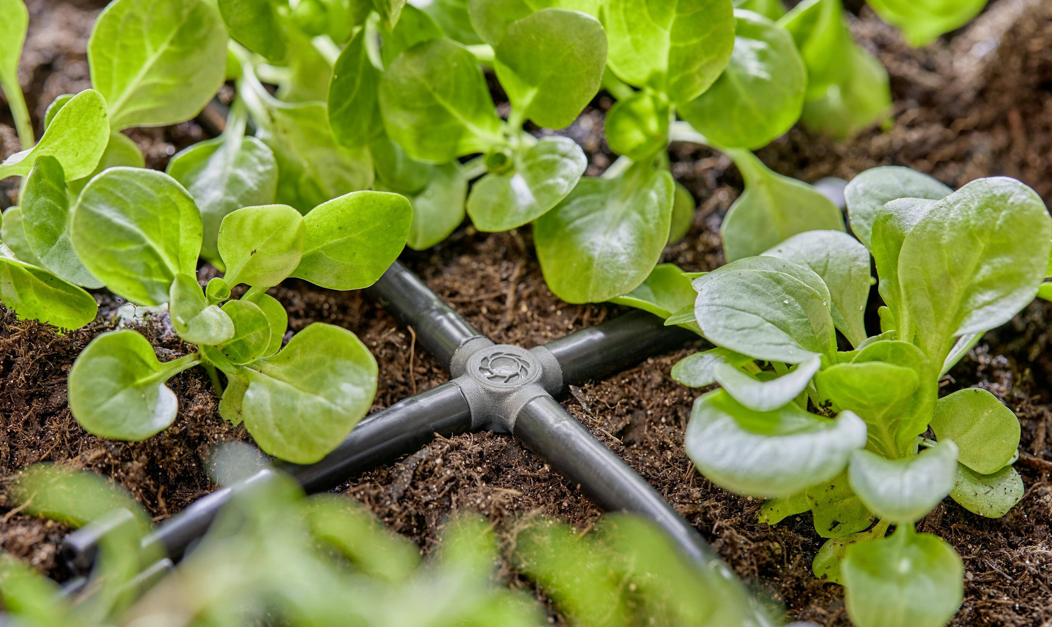Young lettuce plants are growing in soil with a drip irrigation system. The green leaves are densely arranged.