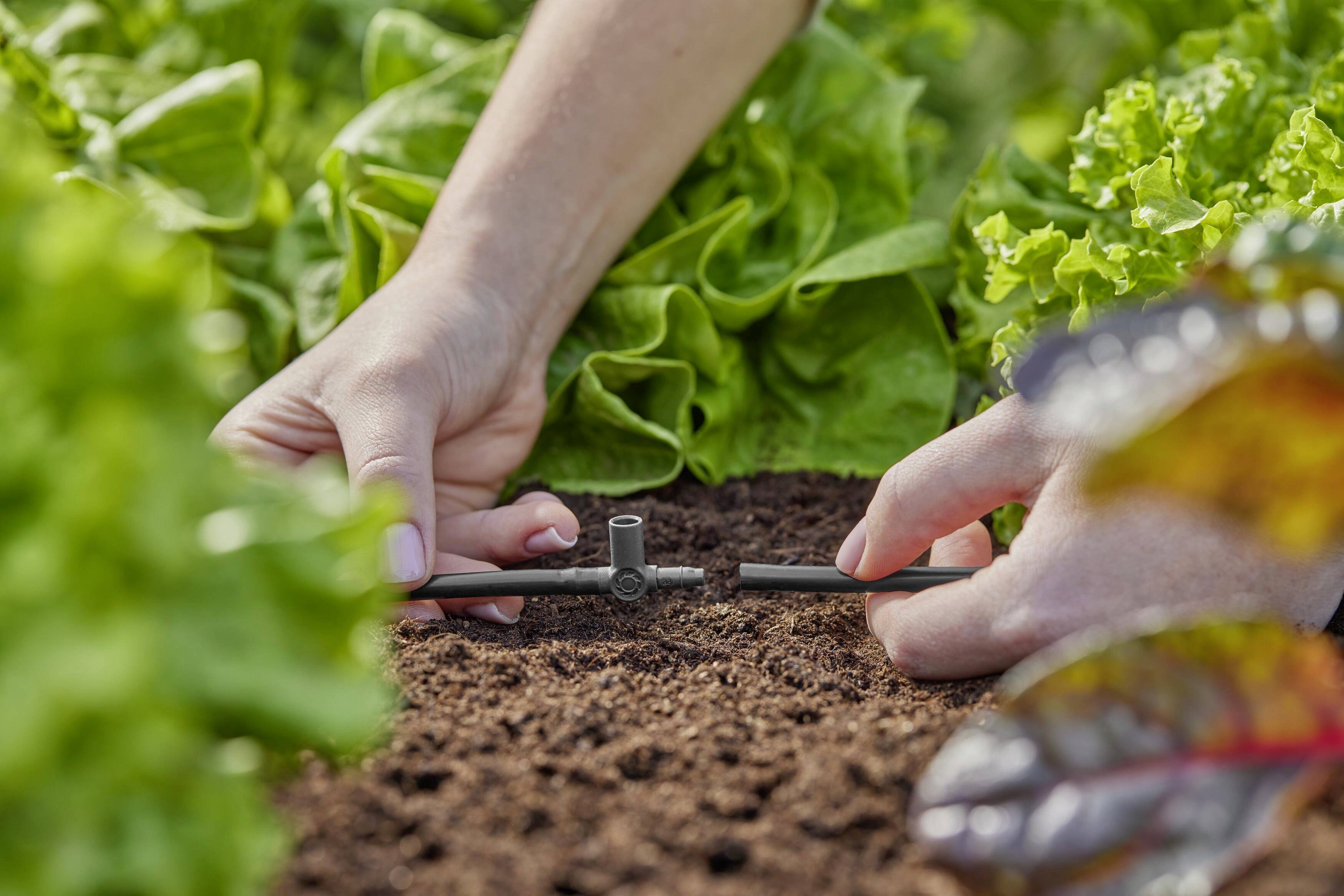Hands are installing an irrigation system in a vegetable bed with green lettuce in the background.
