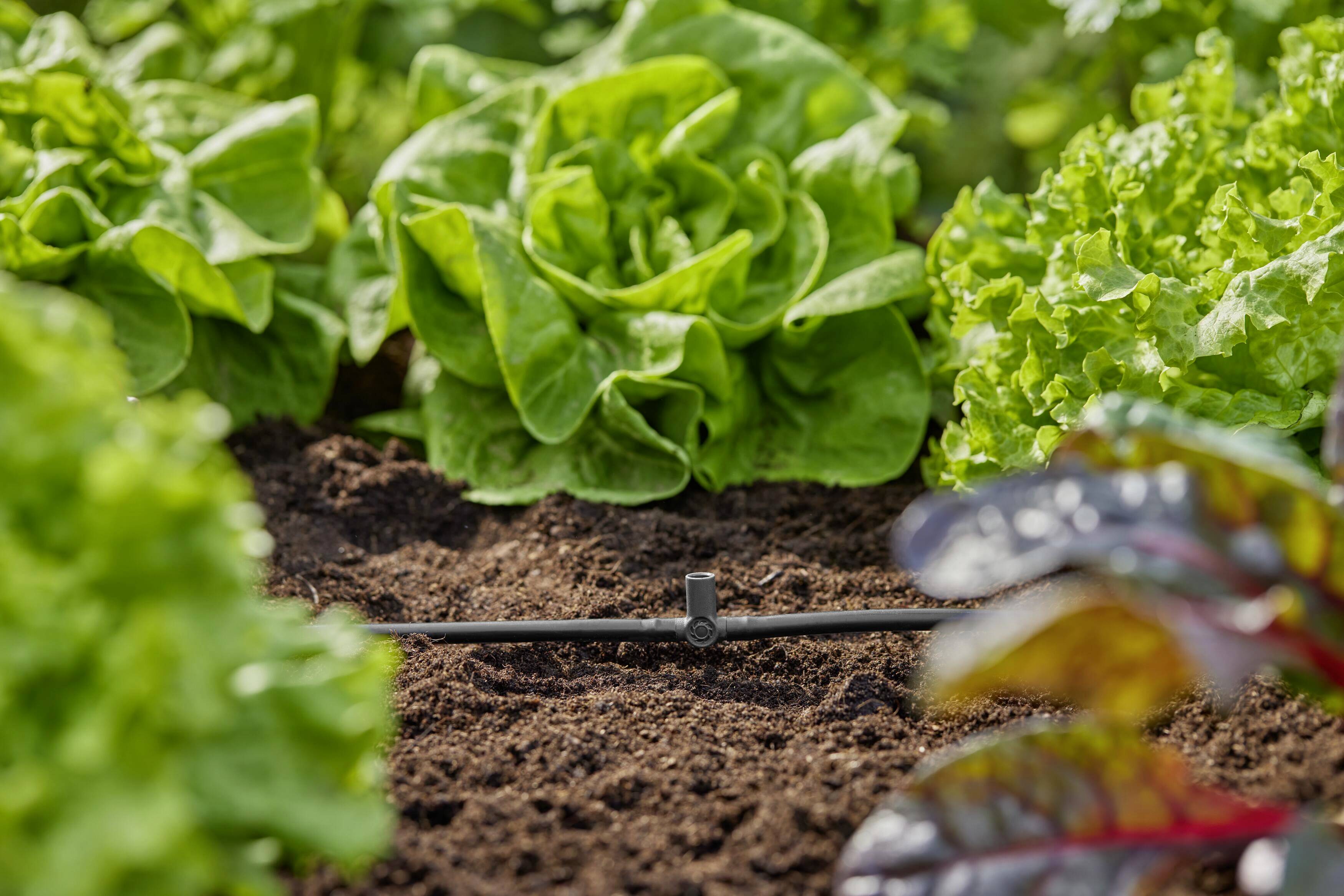 Vegetable garden with green lettuce. A watering hose runs through the earth in the middle. Colourful leaves are visible in the foreground.