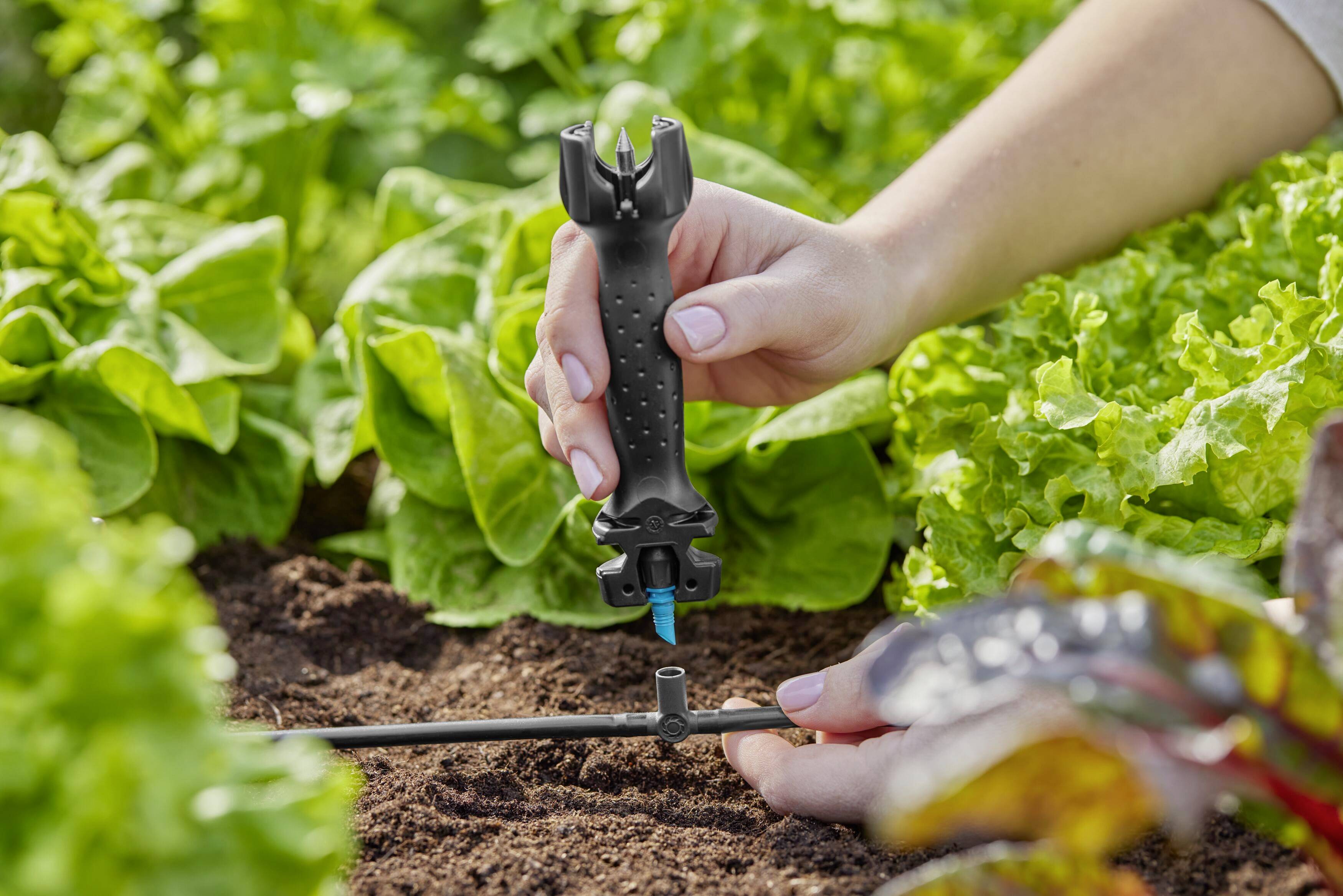 A hand is installing an irrigation system in a vegetable bed with fresh lettuce.