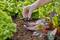 A person is installing a drip irrigation system in the vegetable garden. Hands are attaching drippers to a hose between lettuce plants.