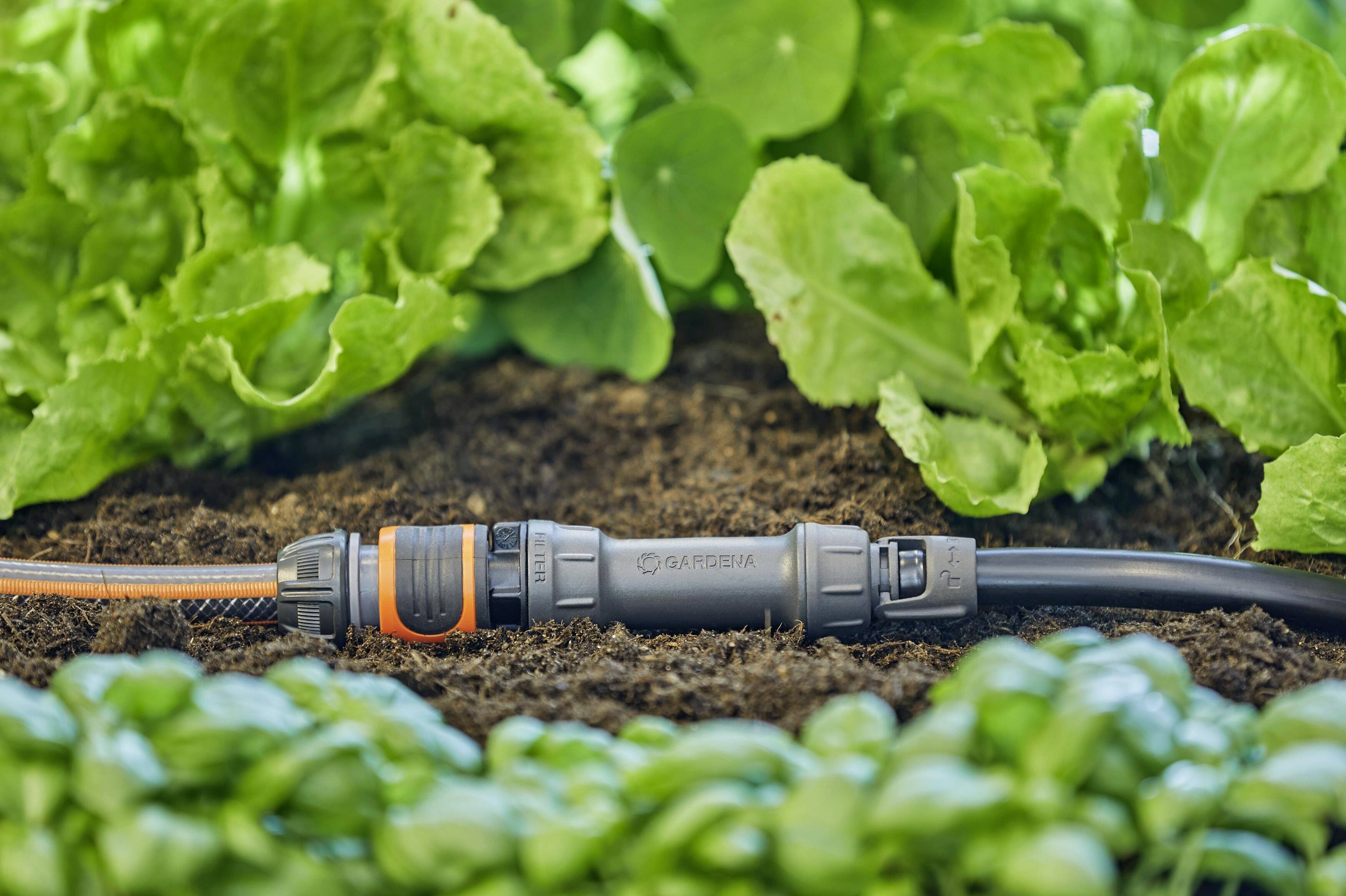 A Gardena irrigation system lies between green lettuce and basil in the garden soil, ready to water the plants.