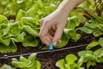 Micro-Drip-System Small area nozzle - Content: 10 small area nozzles, 1 closure cap