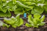 Micro-Drip-System Small area nozzle - Content: 10 small area nozzles, 1 closure cap