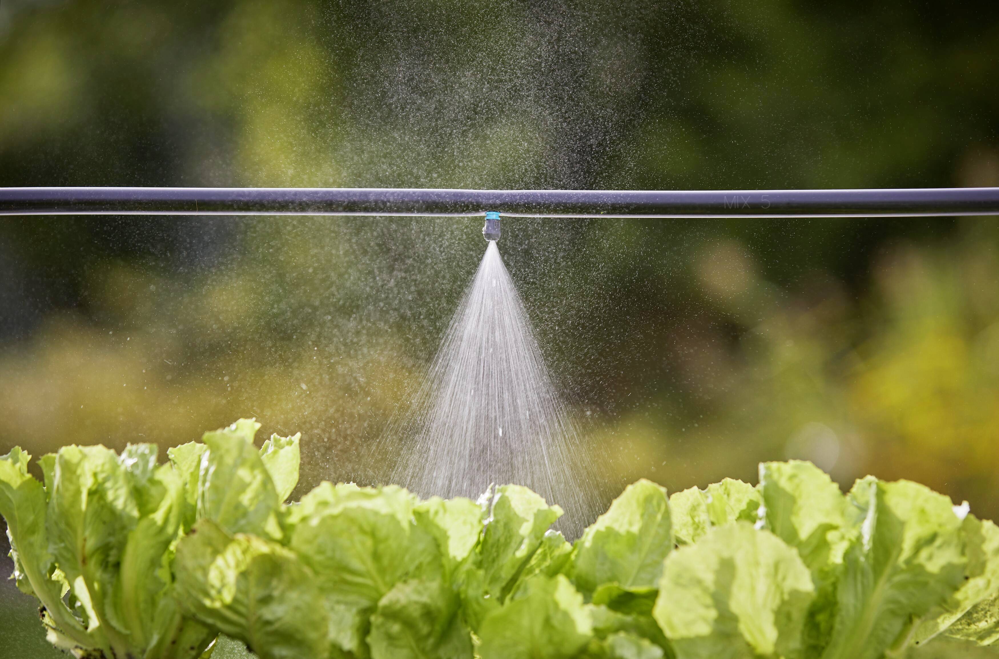 A sprinkler system is irrigating a lettuce garden. The focus is on the water jet, which is evenly distributed over the green leaves.