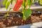 A plant with a red pepper grows in soil, being watered by a drip irrigation system.