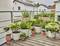 Plants and flowers in modern pots on a wooden balcony outdoors, surrounded by residential buildings, under a slightly cloudy sky.