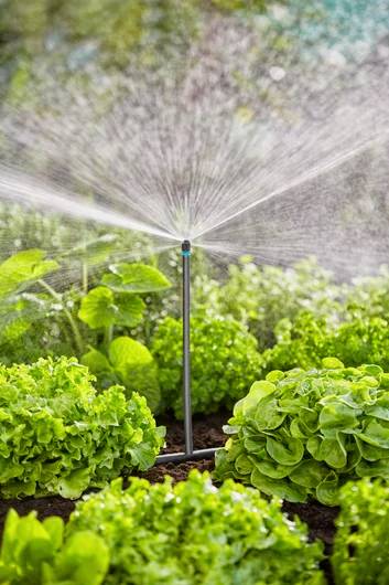 A sprinkler waters a lush garden bed with green leafy vegetables and plants, under a clear blue sky.