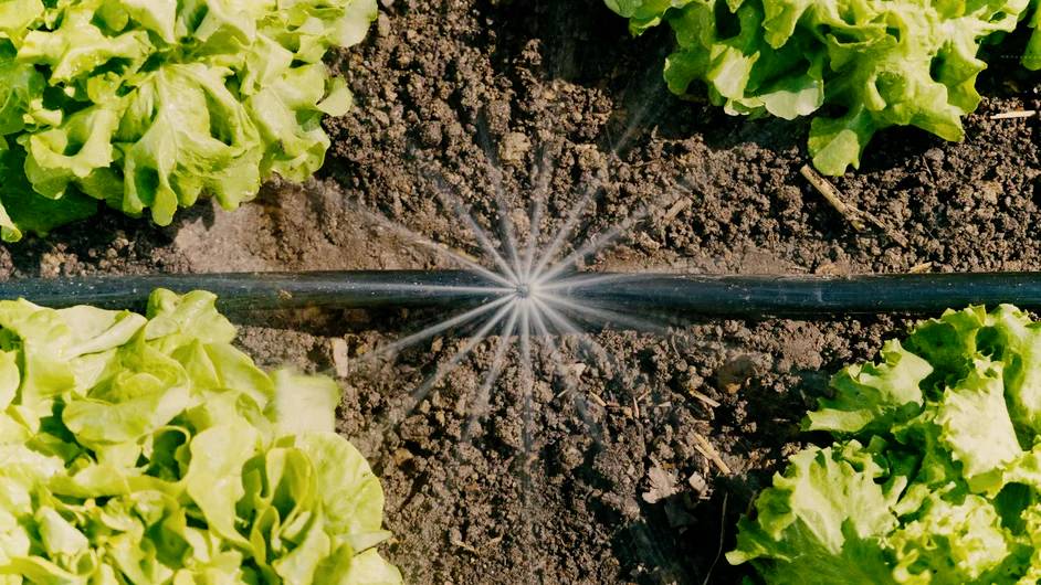 'Lettuce plants being watered by a sprinkler hose on soil, with vibrant green leaves and a focused stream of water from the hose.'