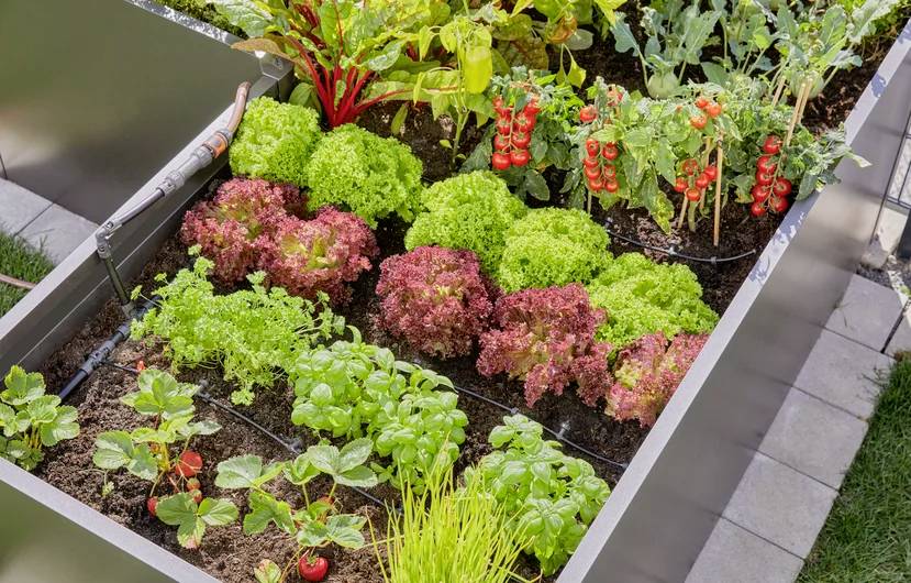Raised garden bed with rows of vegetables and herbs, including red and green lettuce, cherry tomatoes on vines, and leafy greens.