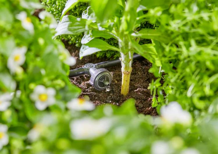 A drip irrigation system waters the base of a green plant surrounded by lush foliage and white flowers, promoting efficient water use.