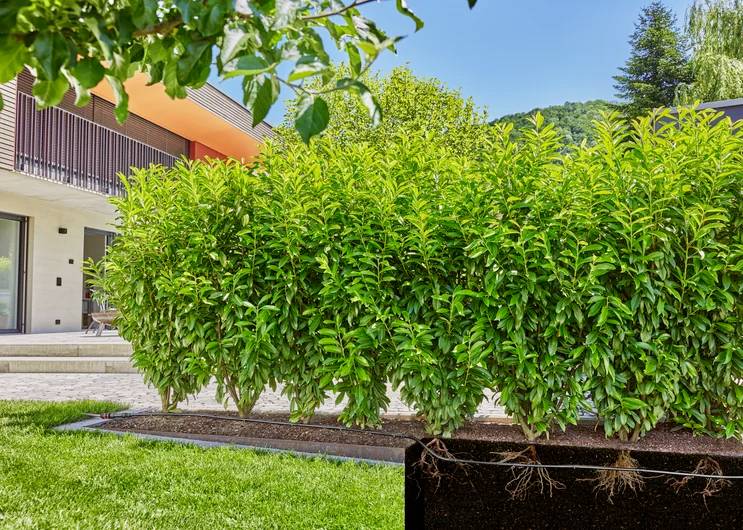 A lush green hedge in a landscaped garden, with a modern house and trees in the background under a clear blue sky.