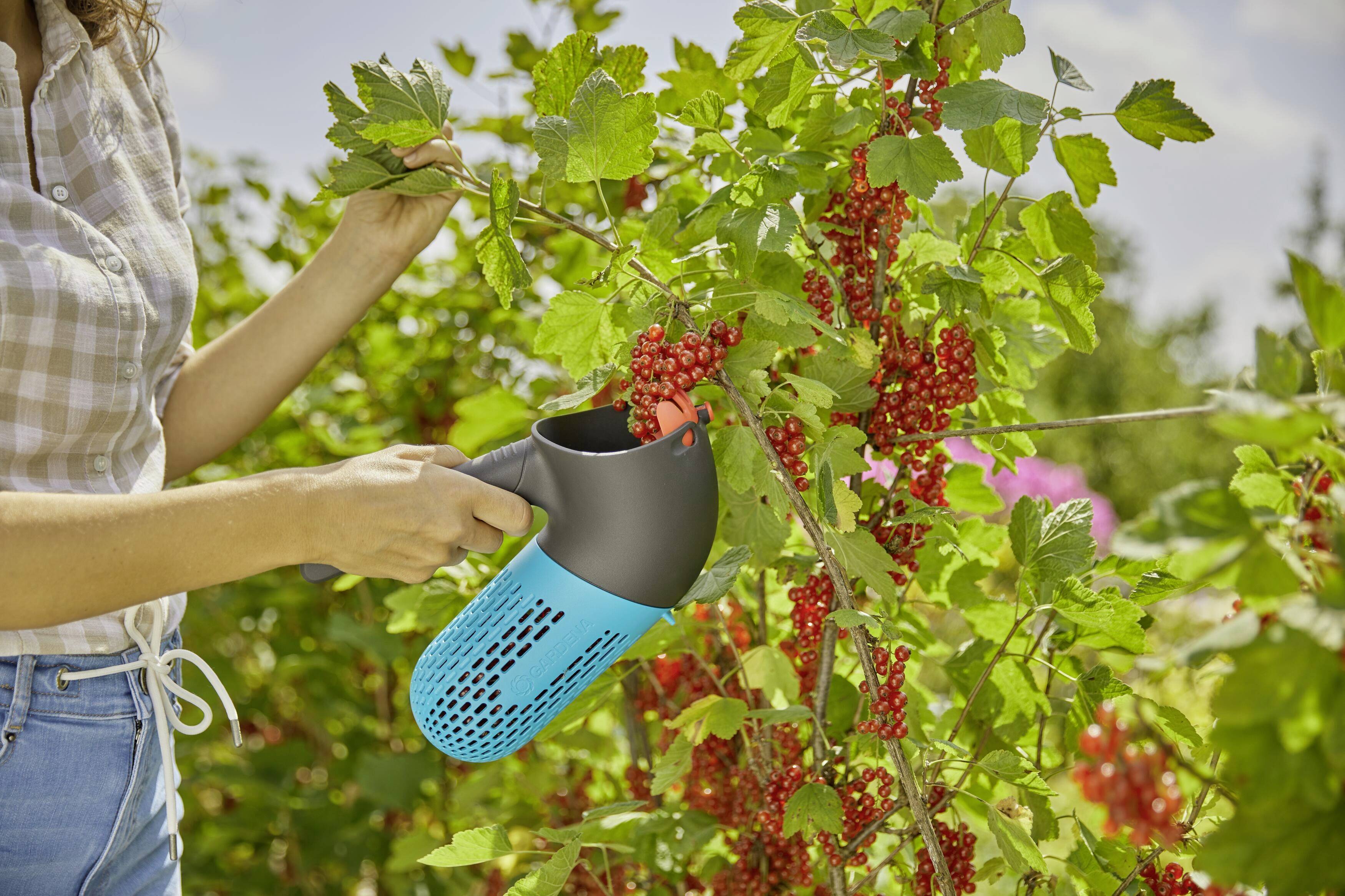 A person is harvesting red currants with a special blue device in a garden. The sun is shining, surrounded by plants.