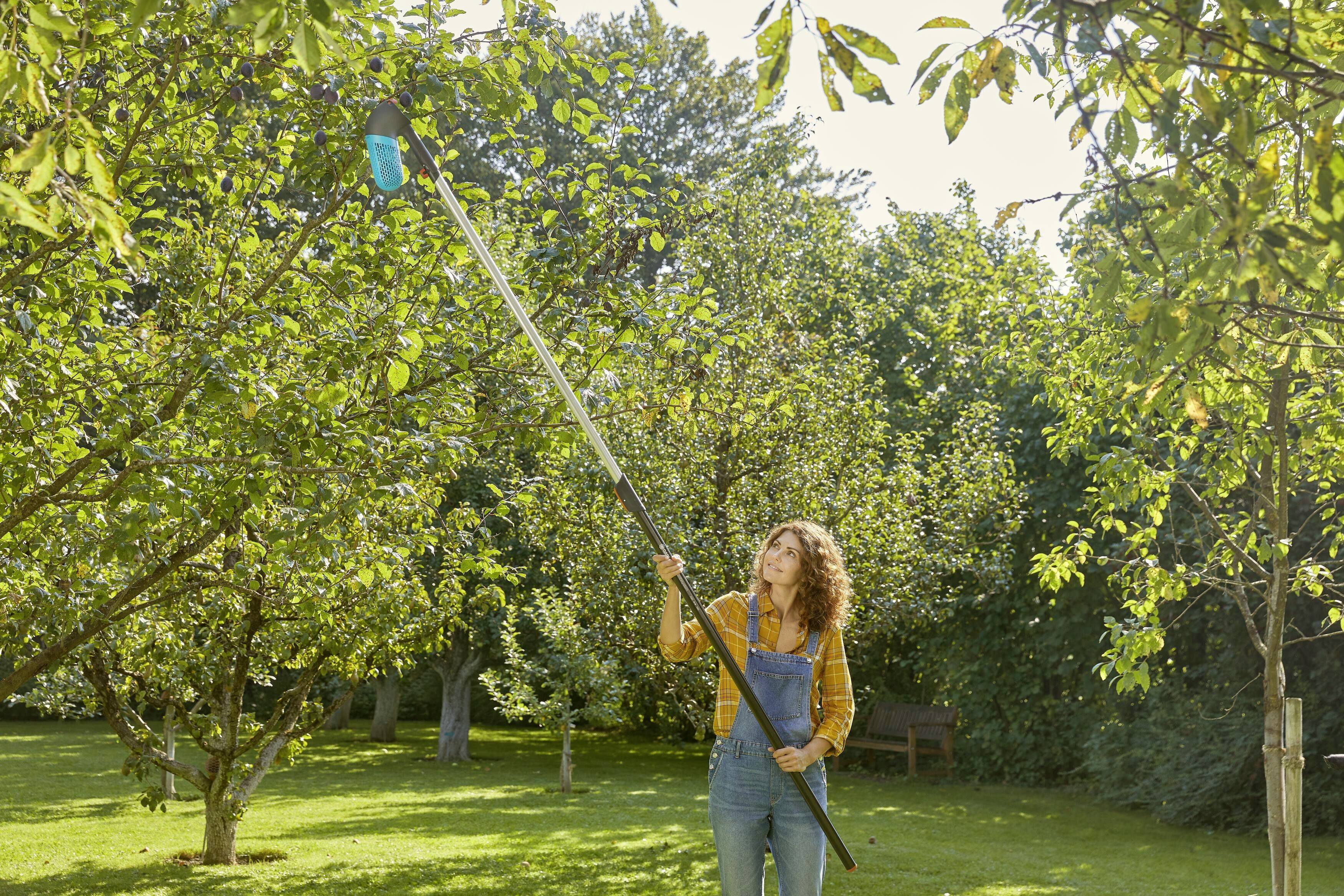 A woman is harvesting apples from a tree using a fruit picker in a sunny garden. Further trees are visible in the background.