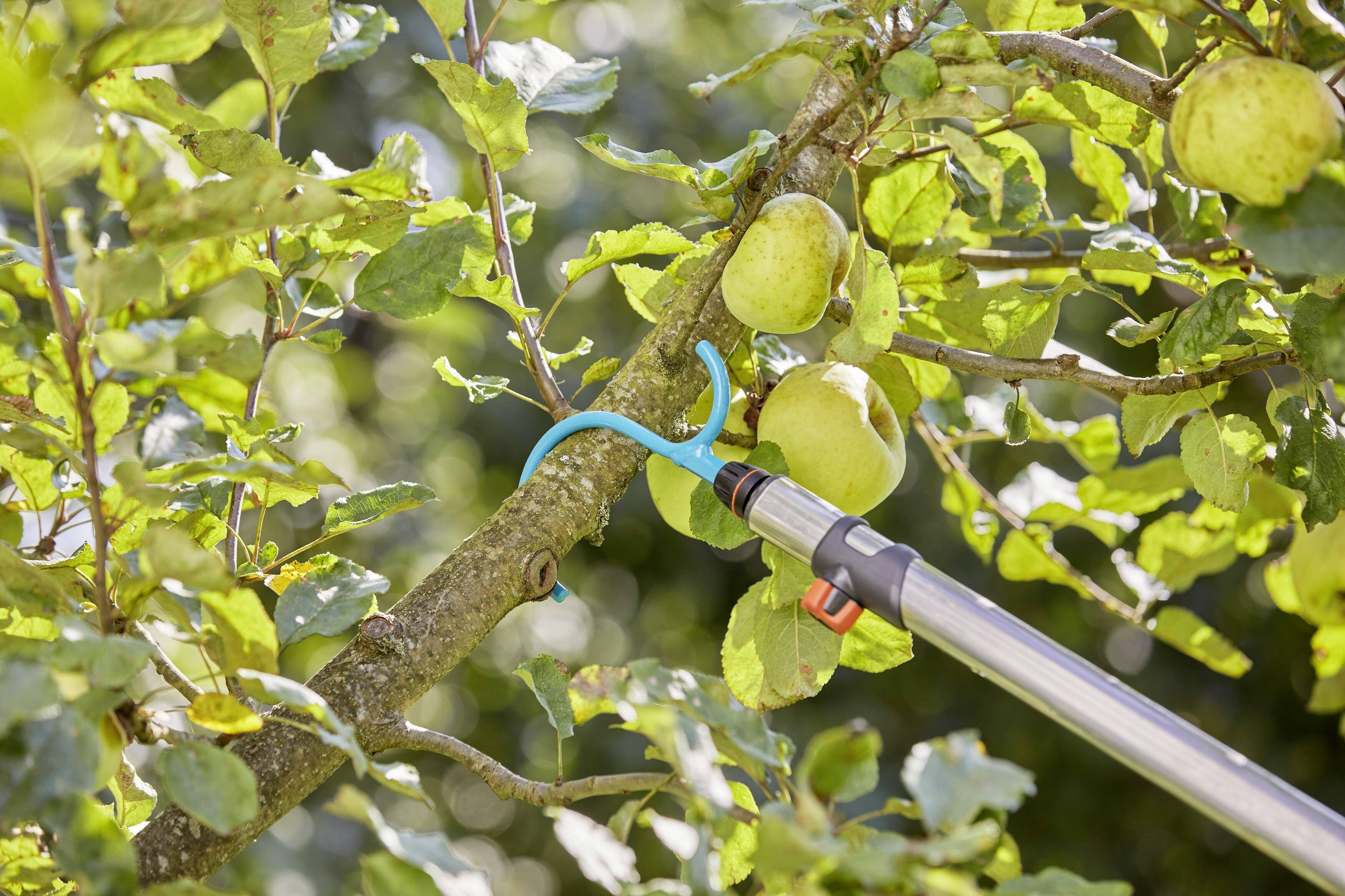 An apple is picked from a branch using a long harvesting pole. The tree has green leaves and bears additional apples.