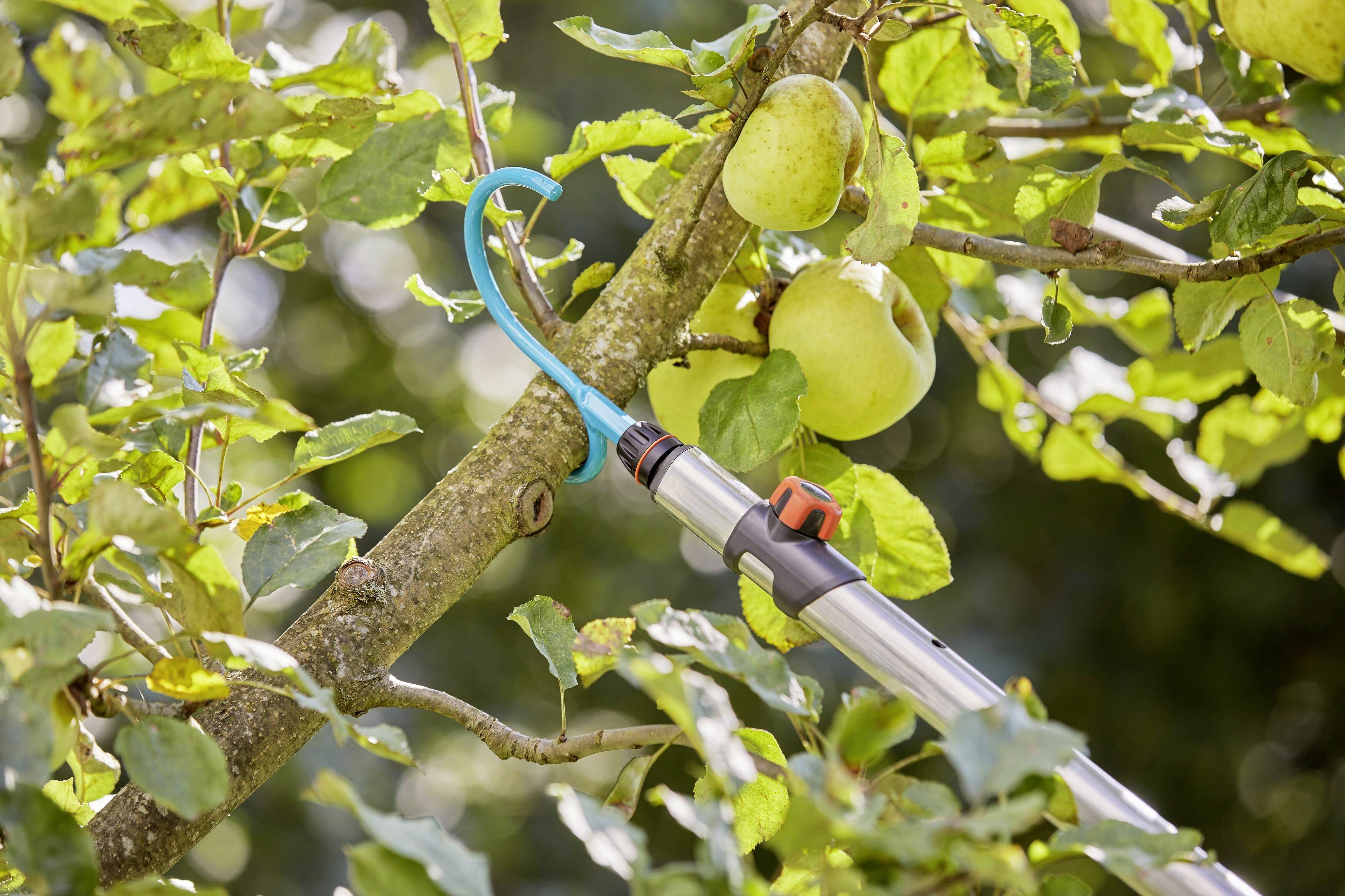 An apple tree with ripe, green apples. A tree surgeon is pruning a branch. Bright, sunny surroundings.