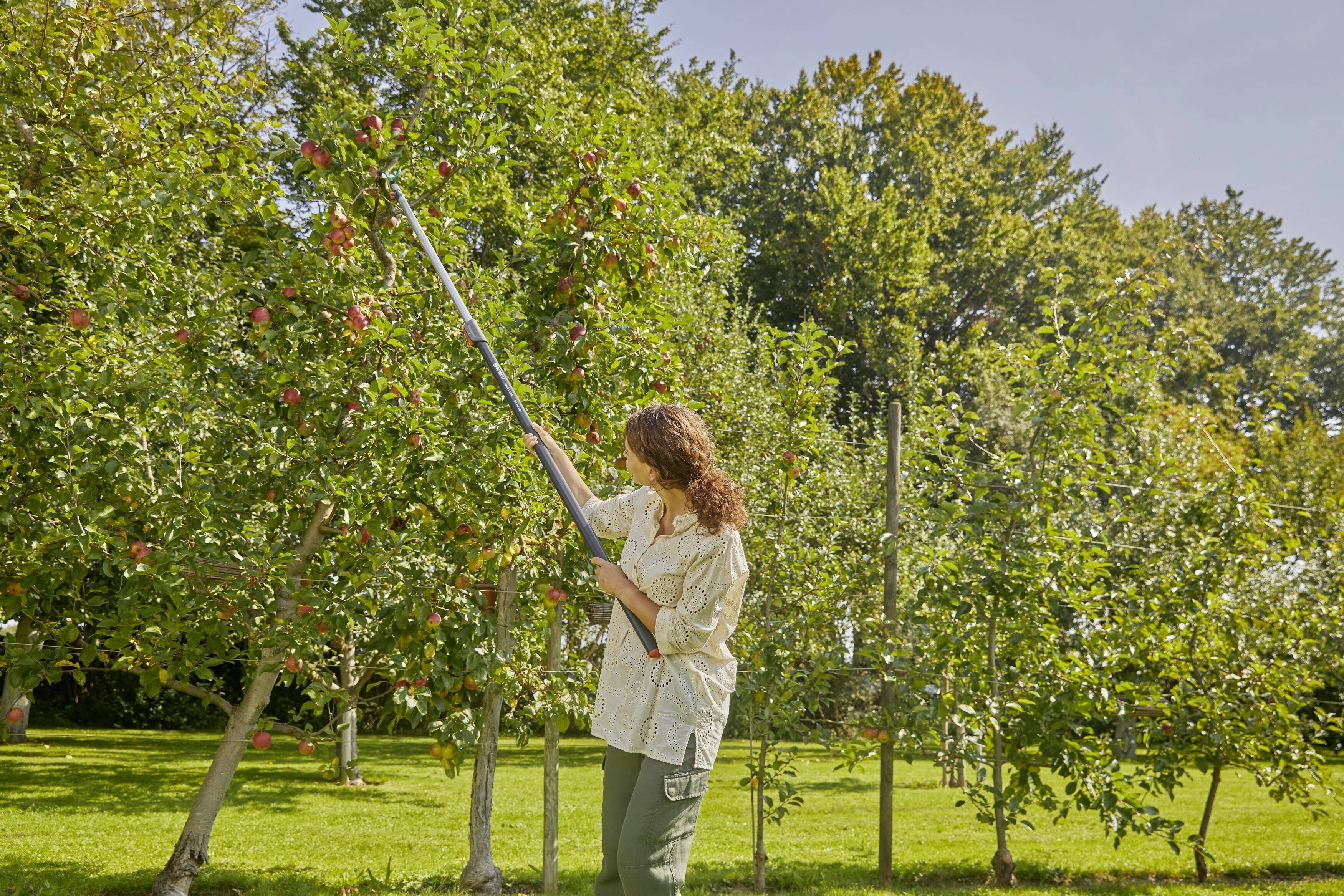 A person is picking apples from a tree using a long tool in an orchard on a sunny day.