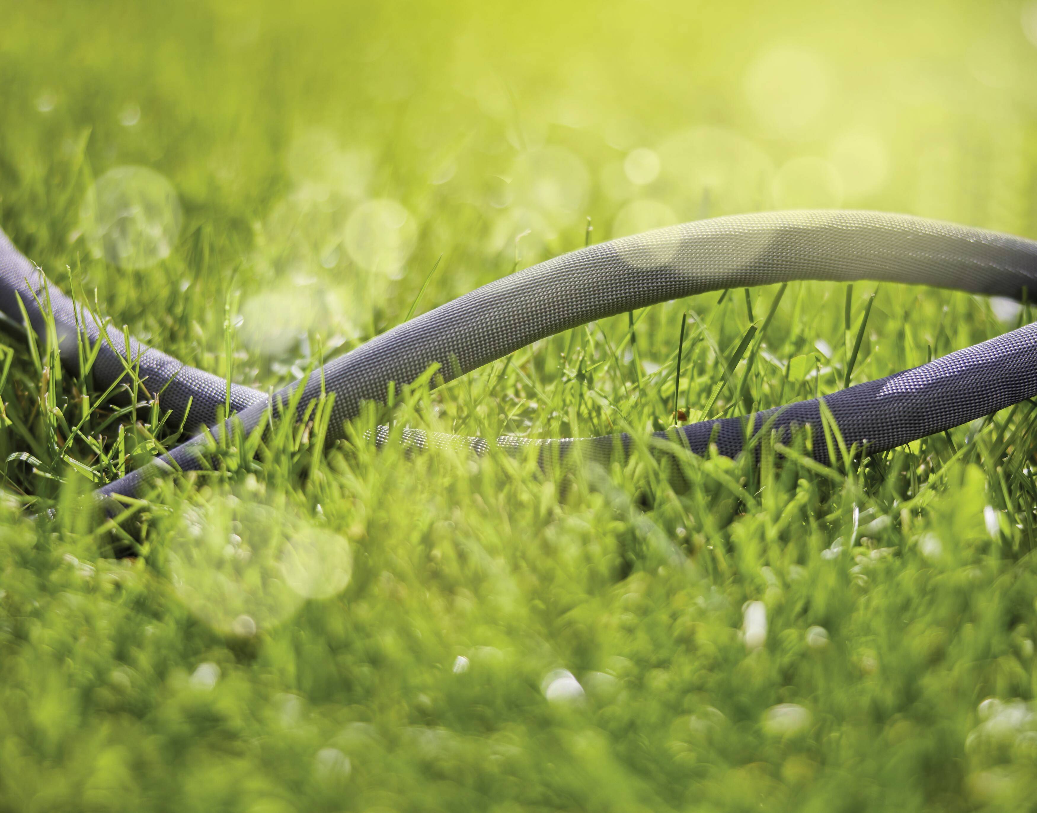A green garden hose lies on lush grass in the sunlight.