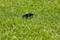 A black device lies in the dense, green grass.
