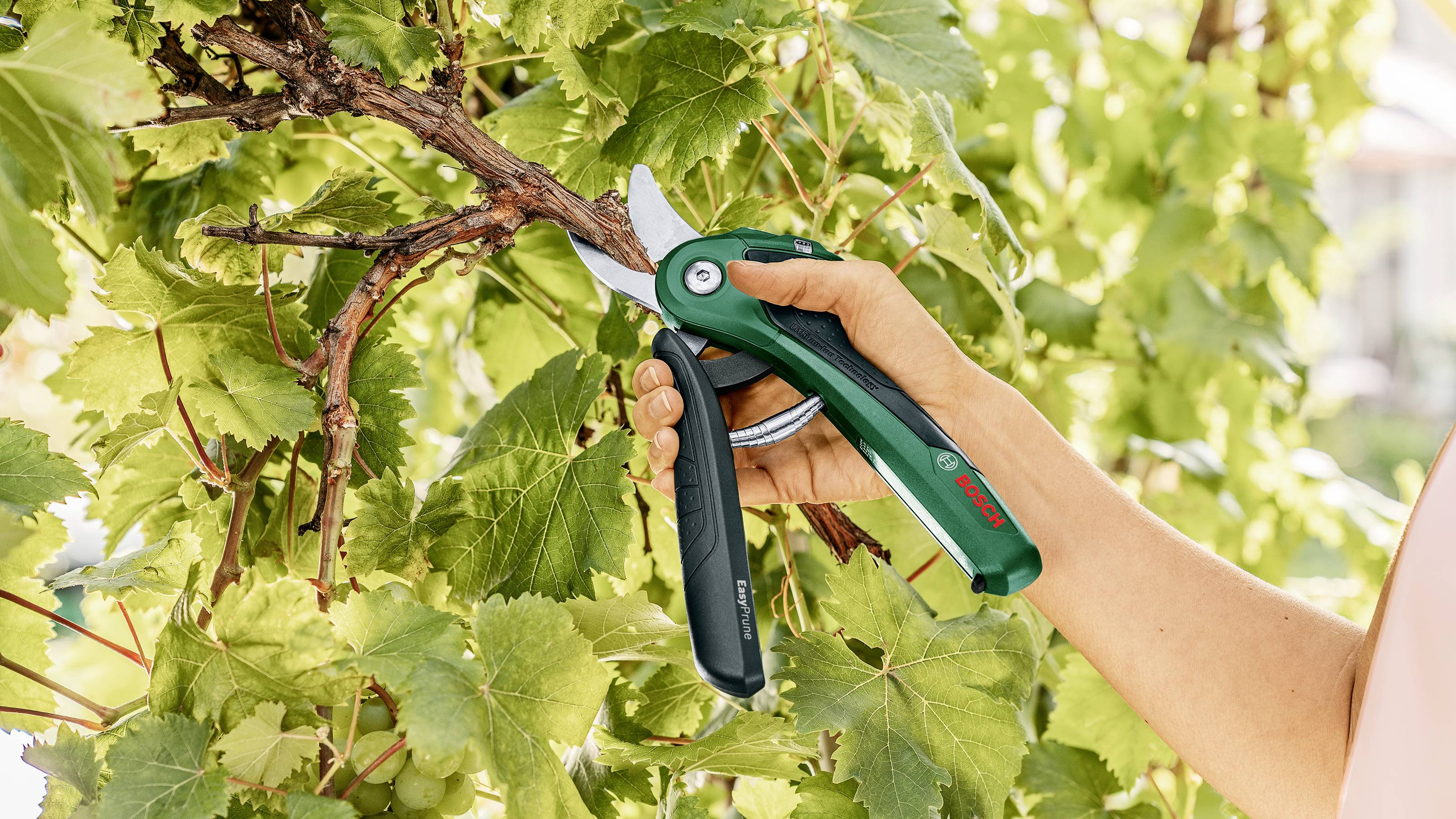 A person is pruning a grapevine with a green garden secateurs in the garden. Green leaves surround the grapevine.