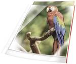 Punched pocket A4 Polypropylene Red