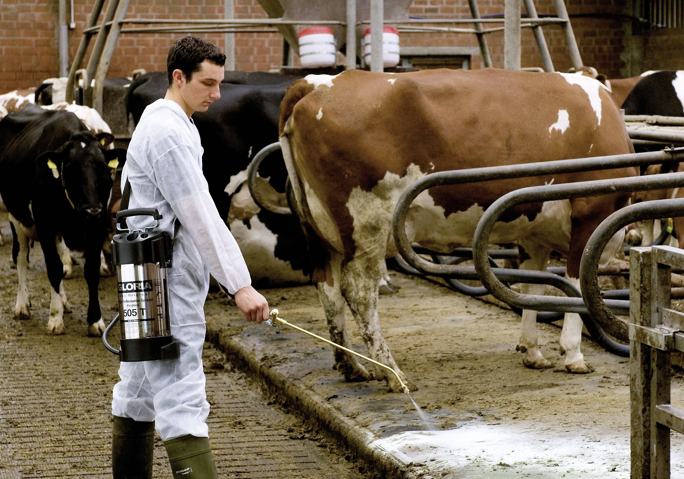A farmer in protective clothing disinfects the floor of a cowshed with a spray device. Cows are standing in their stalls.