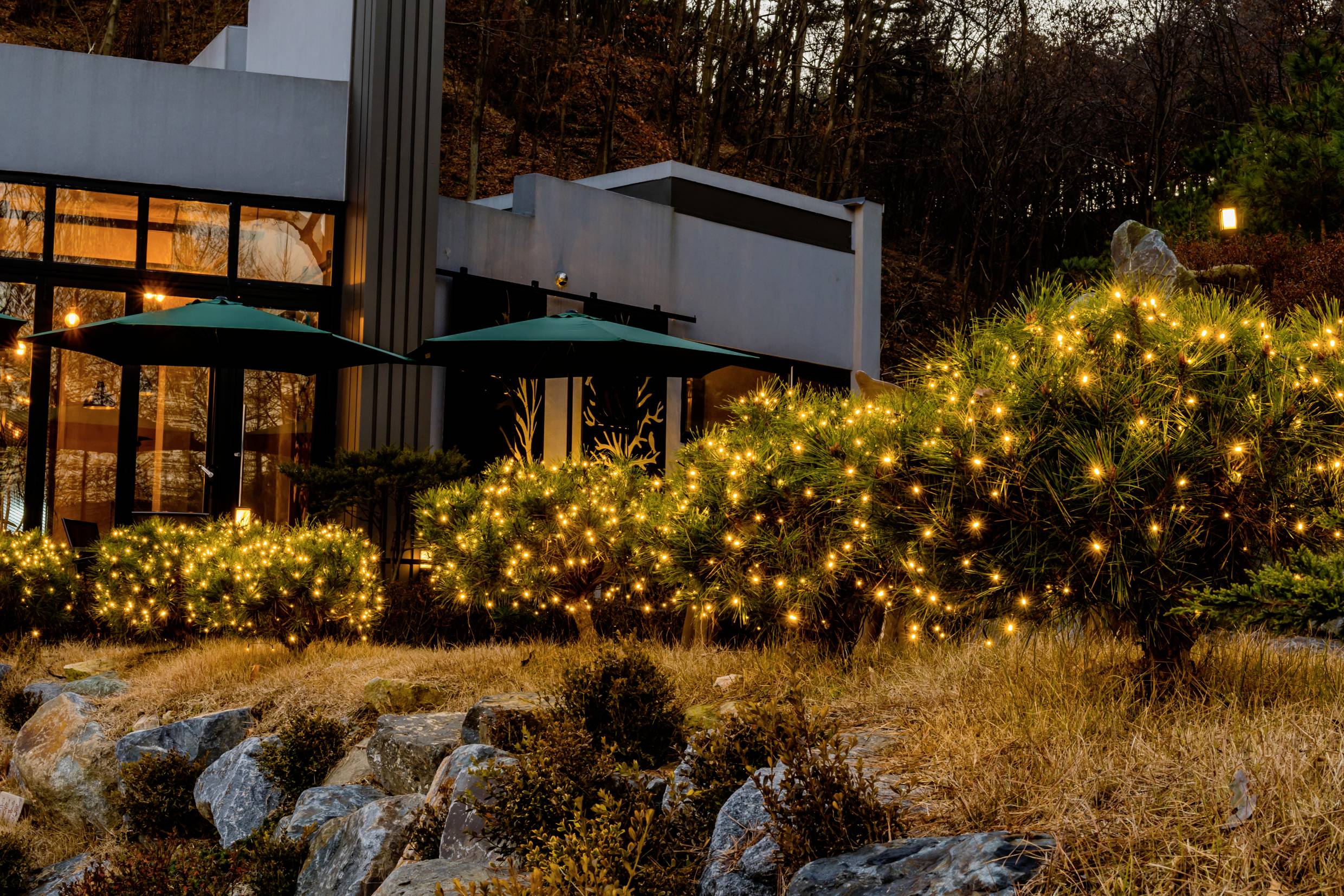 A modern building with large windows, surrounded by glowing shrubs in a garden at dusk.