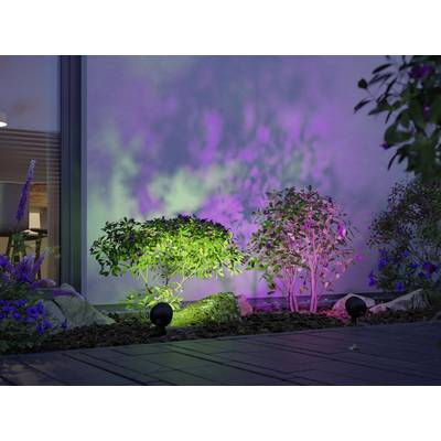 Two bushes in the garden, illuminated by colourful lights in green and purple, in front of a house wall at dusk.