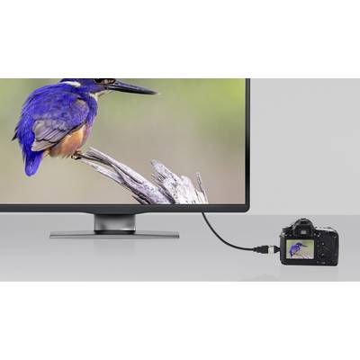 A monitor displays a kingfisher perched on a branch. A camera is connected via cable and shows the same image on its screen.