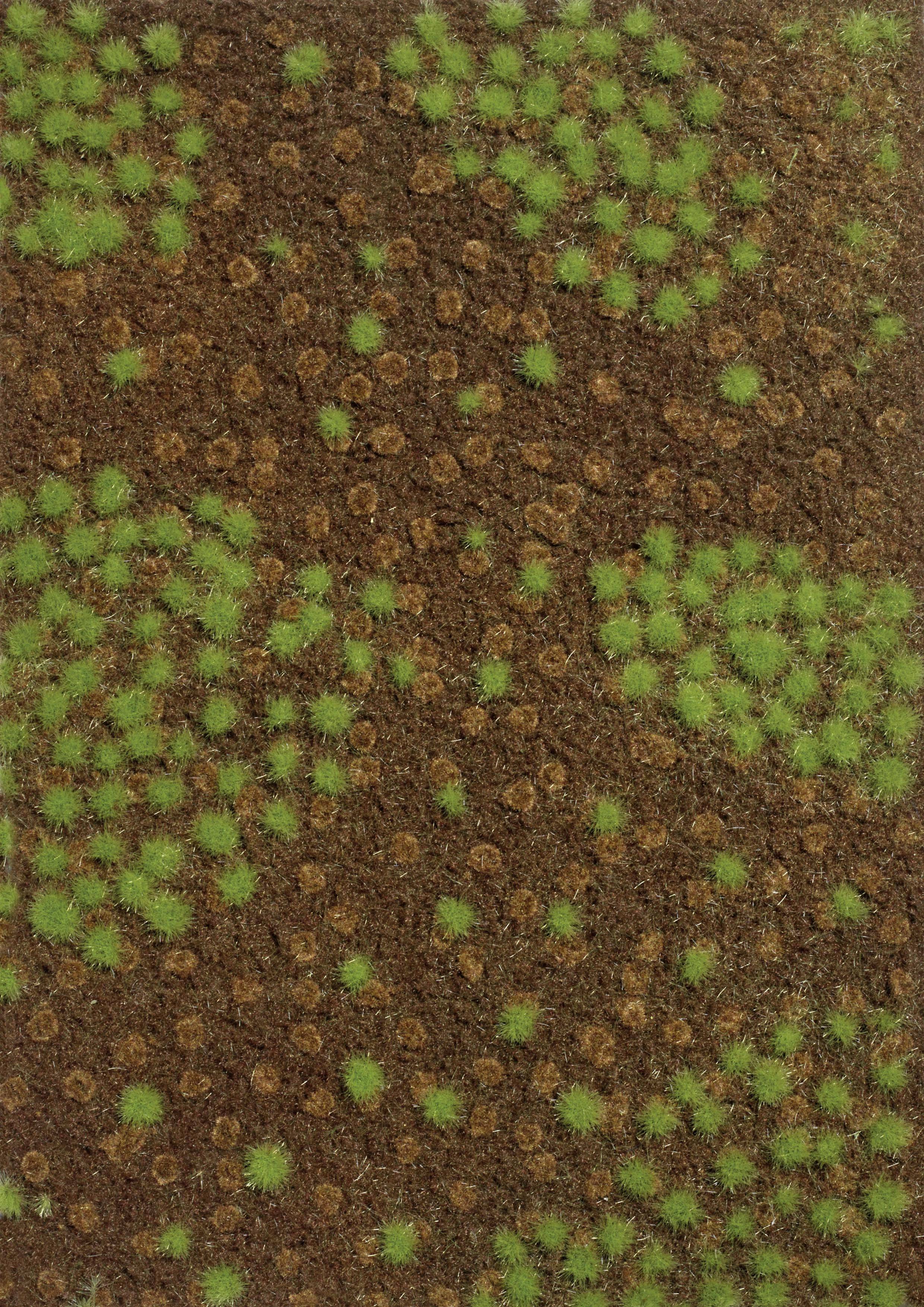 Green cacti scattered on brown ground, arranged in groups. They form a pattern of small, closely positioned plants.