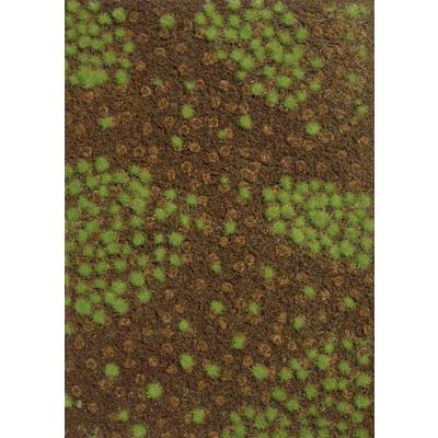 Green cacti scattered on brown ground, arranged in groups. They form a pattern of small, closely positioned plants.