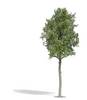 Busch 3797 Tree Basswood 1 pc(s)