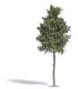 Busch 3798 Tree Beech 1 pc(s)