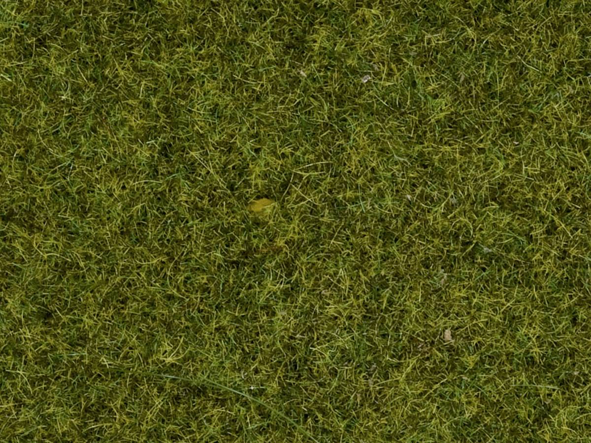 A close-up of a meadow with green grass and some yellow leaves lying on the ground.