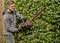 A man is cutting a green hedge with an electric hedge trimmer. He is wearing safety glasses and gloves.