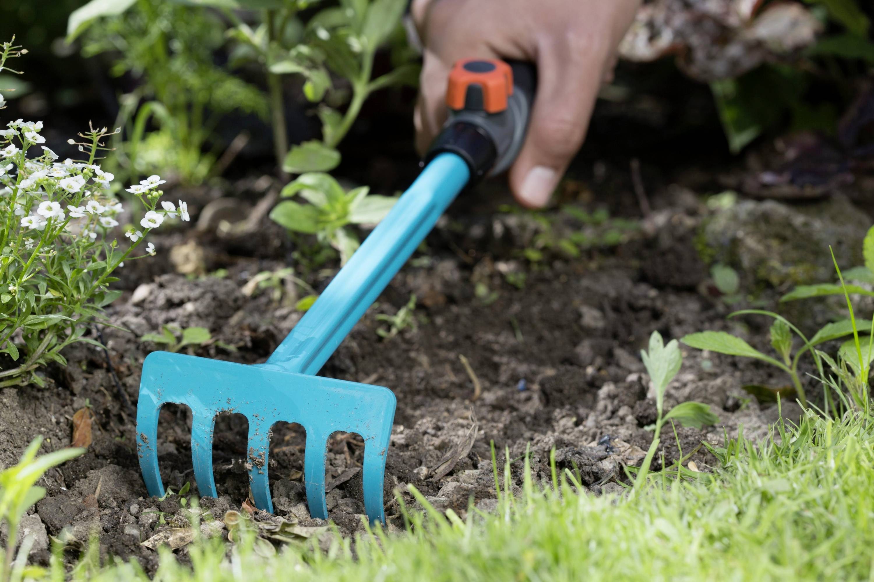 A person is digging with a light blue hand trowel in a garden, surrounded by green plants and small white flowers.
