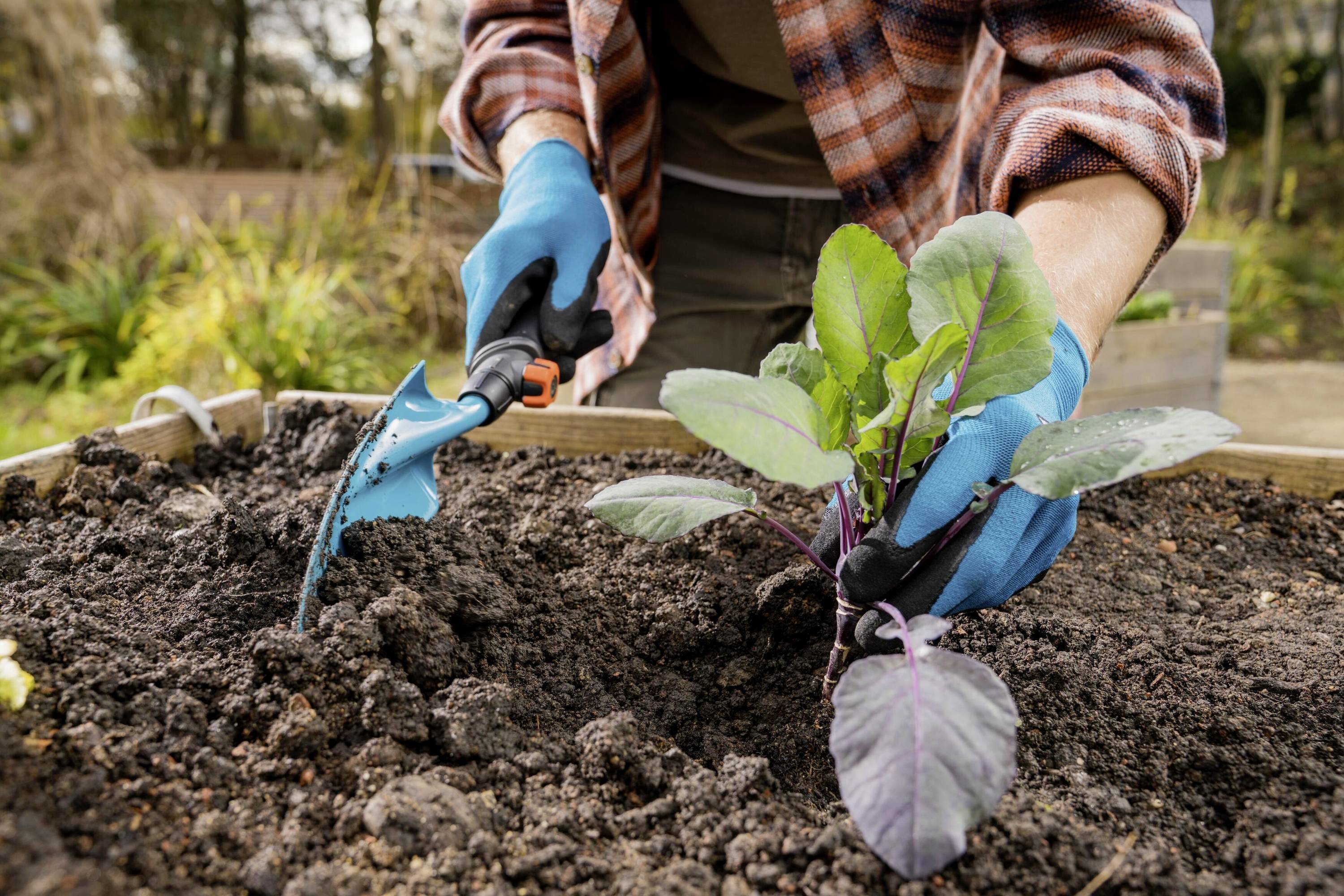 A person is planting a cabbage seedling in a raised bed. Hands are wearing blue gardening gloves and holding a small trowel. Garden visible in the background.