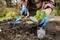 A person is planting a cabbage seedling in a raised bed. Hands are wearing blue gardening gloves and holding a small trowel. Garden visible in the background.