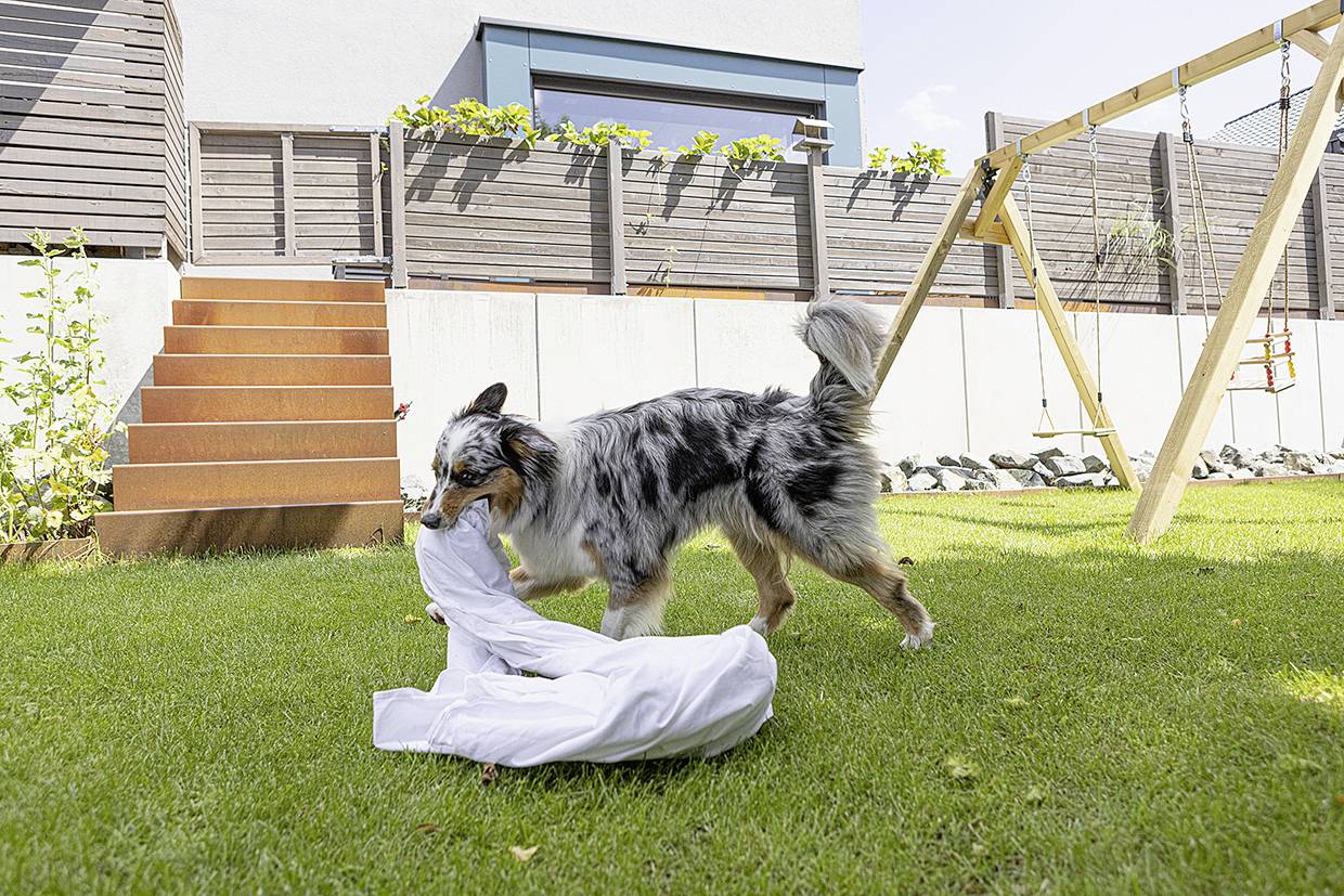A dog is playing in the garden and carrying a white piece of clothing in its mouth. A swing and some steps can be seen in the background.