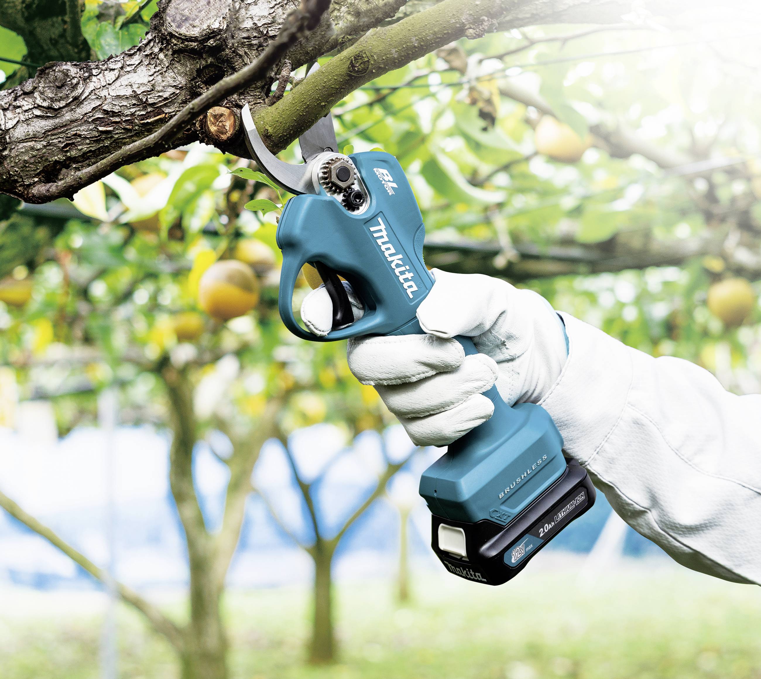 A hand in a white glove cuts a branch with blue secateurs. Fruit trees can be seen in the background.