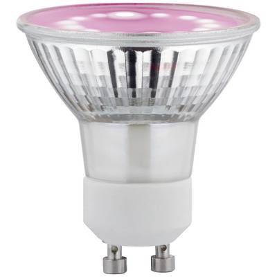 A LED light bulb with a GU10 base, transparent glass cover, and a pink luminous surface. Suitable for spot lighting.