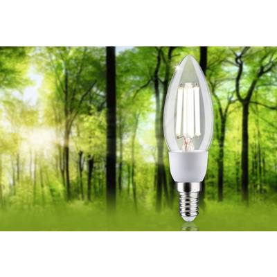 A lightbulb stands before a blurred forest background in sunlight, symbolising sustainable energy and connection with nature.